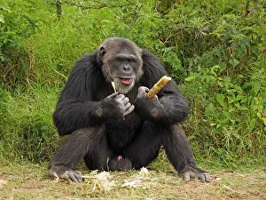 Piece: 80199980 Chimpanzee - adult male wth piece of bamboo