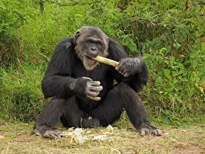 Piece: 80199981 Chimpanzee - adult male wth piece of bamboo