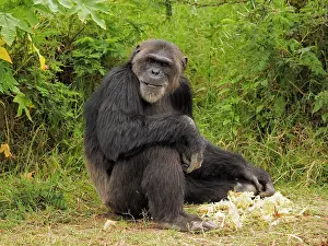 Chimpanzee: 80199982 Chimpanzee - adult male sitting on the