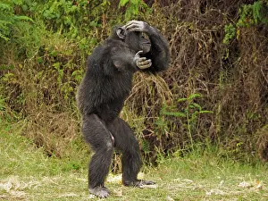 Chimpanzee: 80199983 Chimpanzee - adult male sitting on the