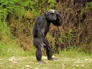 Chimpanzee: 80199984 Chimpanzee - adult male sitting on the