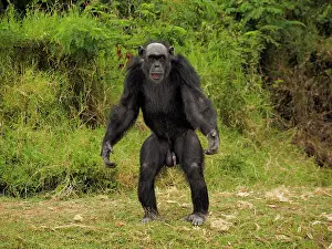 Chimpanzee: 80199985 Chimpanzee - adult male sitting on the