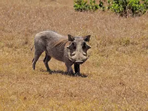 Warthog: 80199986 Warthog - bore Sweetwater Game Reserve