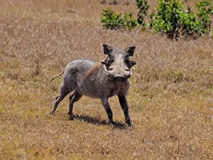 Warthog: 80199987 Warthog - bore Sweetwater Game Reserve