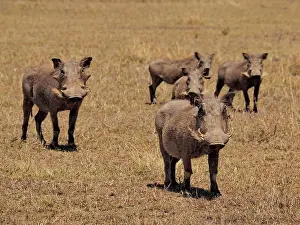 Warthog: 80199988 Warthog - herd Sweetwater Game Reserve