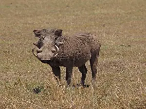 Warthog: 80199989 Warthog - old bore Sweetwater Game Reserve