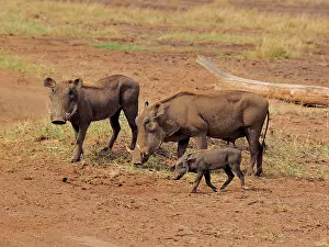 Warthog: 80199990 Warthog - herd Sweetwater Game Reserve