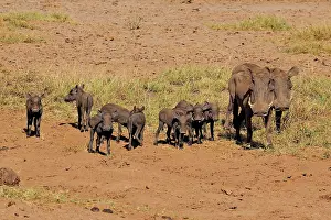 Warthog: 80199991 Warthog - herd Sweetwater Game Reserve