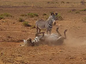 Grevy: 80199992 Grevy's Zebra - female bathing in dust