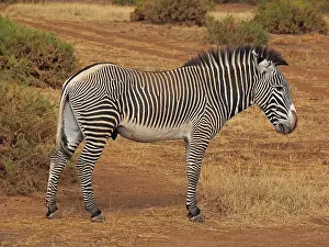 Grevy: 80199993 Grevy's Zebra - stallion Samburu Game Reserve