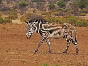 Grevy: 80199994 Grevy's Zebra - stallion Samburu Game Reserve