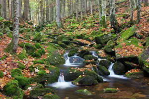 Kleine: 80199995 Stream Kleine Ohe - in autumn Bavarian