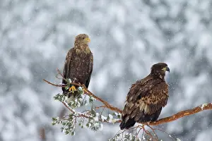 Albicilla: 80199999 White-Tailed Eagle - adult and young in