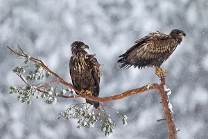 Albicilla: 80200000 White-Tailed Eagle - young in snowy tree