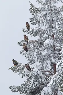 Albicilla: 80200001 White-Tailed Eagle - resting in snowy tree