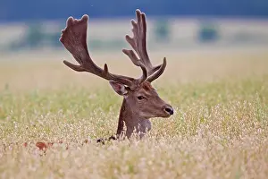 Cornfield: 80200002 Fallow Deer - stag in a grain field Sweden