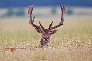 Cornfield: 80200003 Fallow Deer - stag in a grain field Sweden