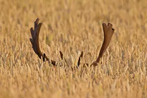 Cornfield: 80200004 Fallow Deer - stag in a grain field Sweden