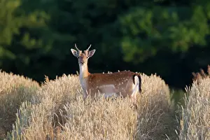 Dama: 80200005 Fallow Deer - young stag in grain field