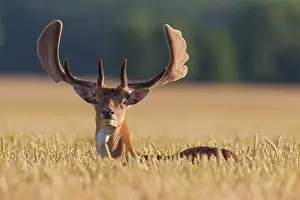 Dama: 80200006 Fallow Deer - stag in a grain field Sweden