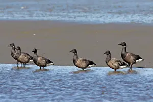 Bernicla: 80200007 Brent Goose - adult geese in wadden sea