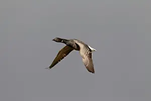 Bernicla: 80200008 Brent Goose - juvenile goose in flight
