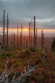 Snag: 80200009 Forest - large scale Bark Beetle infestation