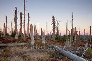 Snag: 80200010 Forest - large scale Bark Beetle infestation