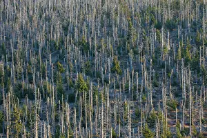 Snag: 80200011 Forest - large scale Bark Beetle infestation