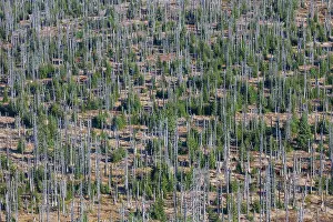 Snag: 80200013 Forest - large scale Bark Beetle infestation