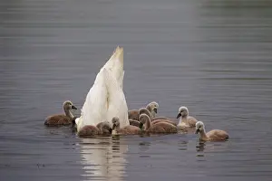 Cygnets: 80200014 Mute Swan - adult upending with cygnets