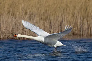 Taking: 80200017 Mute Swan - adult male in flight taking
