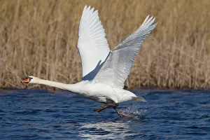 Taking: 80200018 Mute Swan - adult male in flight taking