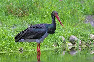 Nigra: 80200020 Black Stork - adult Germany Ciconia nigra