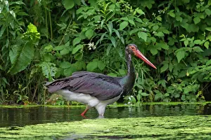 Nigra: 80200021 Black Stork - adult Germany Ciconia nigra