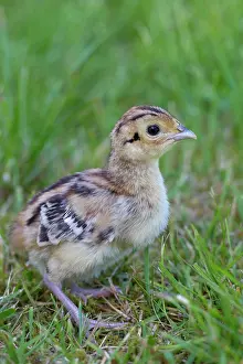 Phasianus: 80200022 Common / Ring-necked Pheasant - chick in