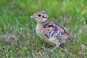 Necked: 80200023 Common / Ring-necked Pheasant - chick in