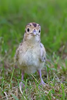 Necked: 80200024 Common / Ring-necked Pheasant - chick in