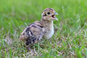 Necked: 80200025 Common / Ring-necked Pheasant - chick in