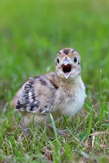 Ring: 80200026 Common / Ring-necked Pheasant - chick in
