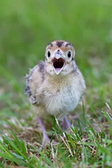 Ring: 80200027 Common / Ring-necked Pheasant - chick in