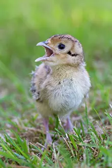 Necked: 80200028 Common / Ring-necked Pheasant - chick in