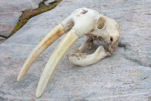 Odobenus: 80200049 Walrus Skull Ilulissat, Disco Bay, Greenland