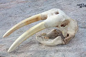Odobenus: 80200050 Walrus Skull Ilulissat, Disco Bay, Greenland
