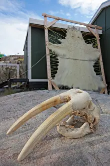 Drying: 80200051 Walrus Skull - with drying skin of Polar