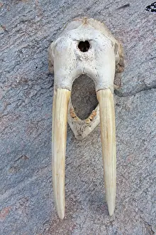 Odobenus: 80200052 Walrus Skull Ilulissat, Disco Bay, Greenland