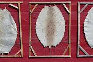 Groenlandicus: 80200057 Harp Seal - skin in drying frame Ilulissat
