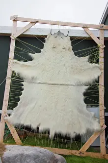 Thalarctos: 80200058 Polar bear - skin in drying frame Ilulissat