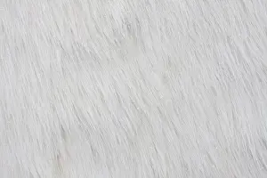 Thalarctos: 80200060 Polar bear - skin in drying frame Ilulissat