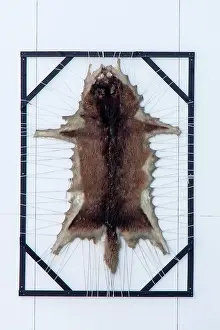 Jakobshavn: 80200061 European Grey Wolf - skin in drying frame